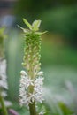 Pineapple flower, Eucomis pole-evansii, pinkish white flowers and buds